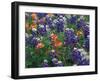 Paintbrush and Bluebonnets, Texas, USA-Dee Ann Pederson-Framed Photographic Print