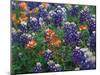 Paintbrush and Bluebonnets, Texas, USA-Dee Ann Pederson-Mounted Photographic Print