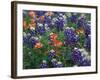 Paintbrush and Bluebonnets, Texas, USA-Dee Ann Pederson-Framed Photographic Print