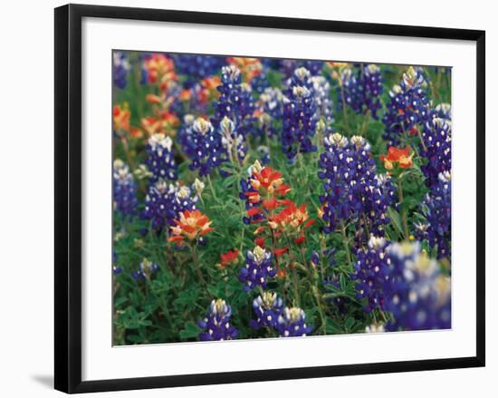 Paintbrush and Bluebonnets, Texas, USA-Dee Ann Pederson-Framed Photographic Print