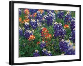 Paintbrush and Bluebonnets, Texas, USA-Dee Ann Pederson-Framed Photographic Print