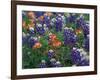 Paintbrush and Bluebonnets, Texas, USA-Dee Ann Pederson-Framed Photographic Print