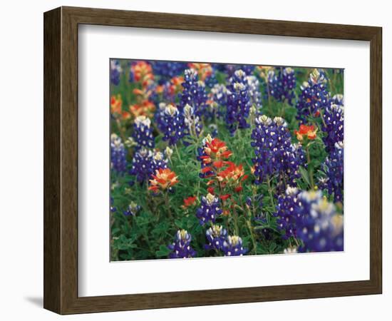 Paintbrush and Bluebonnets, Texas, USA-Dee Ann Pederson-Framed Photographic Print