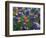 Paintbrush and Bluebonnets, Texas, USA-Dee Ann Pederson-Framed Photographic Print