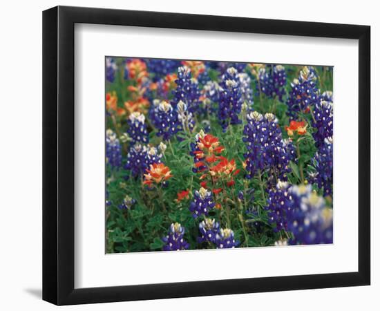 Paintbrush and Bluebonnets, Texas, USA-Dee Ann Pederson-Framed Photographic Print