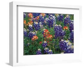 Paintbrush and Bluebonnets, Texas, USA-Dee Ann Pederson-Framed Photographic Print