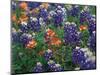 Paintbrush and Bluebonnets, Texas, USA-Dee Ann Pederson-Mounted Photographic Print