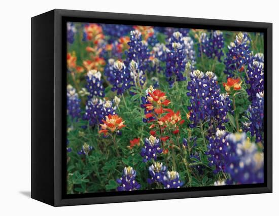 Paintbrush and Bluebonnets, Texas, USA-Dee Ann Pederson-Framed Stretched Canvas