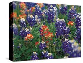 Paintbrush and Bluebonnets, Texas, USA-Dee Ann Pederson-Stretched Canvas
