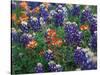 Paintbrush and Bluebonnets, Texas, USA-Dee Ann Pederson-Stretched Canvas