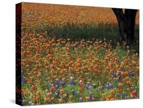 Paintbrush and Tree Trunk, Hill Country, Texas, USA-Darrell Gulin-Stretched Canvas