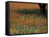 Paintbrush and Tree Trunk, Hill Country, Texas, USA-Darrell Gulin-Framed Stretched Canvas
