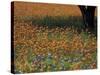 Paintbrush and Tree Trunk, Hill Country, Texas, USA-Darrell Gulin-Stretched Canvas