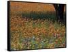 Paintbrush and Tree Trunk, Hill Country, Texas, USA-Darrell Gulin-Framed Stretched Canvas