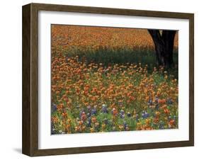 Paintbrush and Tree Trunk, Hill Country, Texas, USA-Darrell Gulin-Framed Premium Photographic Print