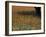 Paintbrush and Tree Trunk, Hill Country, Texas, USA-Darrell Gulin-Framed Premium Photographic Print
