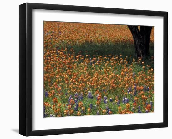 Paintbrush and Tree Trunk, Hill Country, Texas, USA-Darrell Gulin-Framed Premium Photographic Print