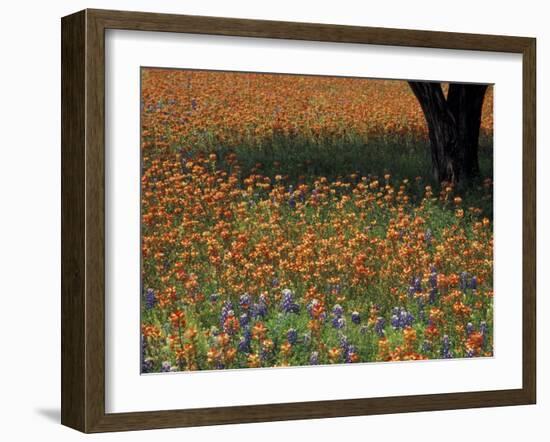 Paintbrush and Tree Trunk, Hill Country, Texas, USA-Darrell Gulin-Framed Photographic Print