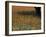 Paintbrush and Tree Trunk, Hill Country, Texas, USA-Darrell Gulin-Framed Photographic Print