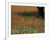 Paintbrush and Tree Trunk, Hill Country, Texas, USA-Darrell Gulin-Framed Photographic Print