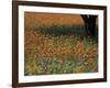 Paintbrush and Tree Trunk, Hill Country, Texas, USA-Darrell Gulin-Framed Photographic Print