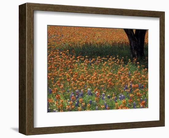 Paintbrush and Tree Trunk, Hill Country, Texas, USA-Darrell Gulin-Framed Photographic Print