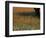 Paintbrush and Tree Trunk, Hill Country, Texas, USA-Darrell Gulin-Framed Photographic Print