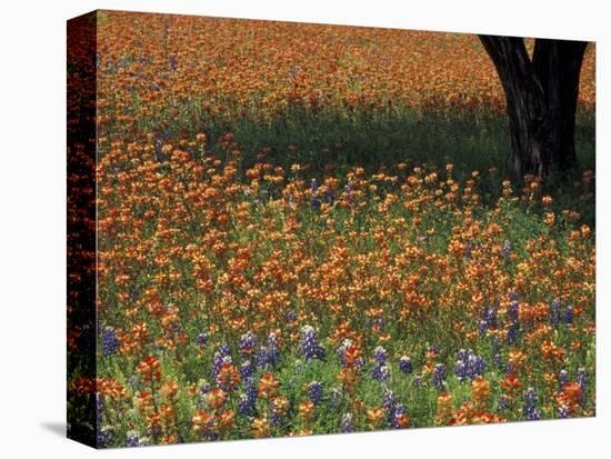 Paintbrush and Tree Trunk, Hill Country, Texas, USA-Darrell Gulin-Stretched Canvas