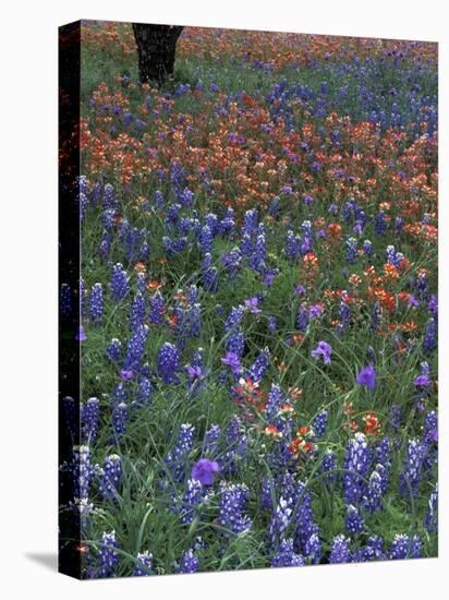 Paintbrush and Tree Trunk, Lake Buchanan, Texas, USA-Darrell Gulin-Stretched Canvas