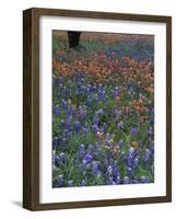 Paintbrush and Tree Trunk, Lake Buchanan, Texas, USA-Darrell Gulin-Framed Photographic Print