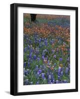 Paintbrush and Tree Trunk, Lake Buchanan, Texas, USA-Darrell Gulin-Framed Photographic Print