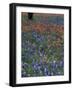 Paintbrush and Tree Trunk, Lake Buchanan, Texas, USA-Darrell Gulin-Framed Photographic Print