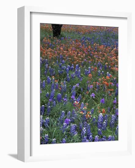 Paintbrush and Tree Trunk, Lake Buchanan, Texas, USA-Darrell Gulin-Framed Photographic Print