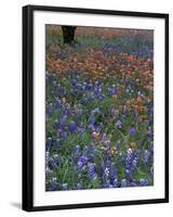 Paintbrush and Tree Trunk, Lake Buchanan, Texas, USA-Darrell Gulin-Framed Photographic Print