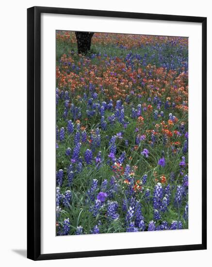 Paintbrush and Tree Trunk, Lake Buchanan, Texas, USA-Darrell Gulin-Framed Photographic Print