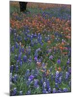 Paintbrush and Tree Trunk, Lake Buchanan, Texas, USA-Darrell Gulin-Mounted Photographic Print