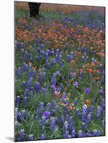 Paintbrush and Tree Trunk, Lake Buchanan, Texas, USA-Darrell Gulin-Mounted Photographic Print