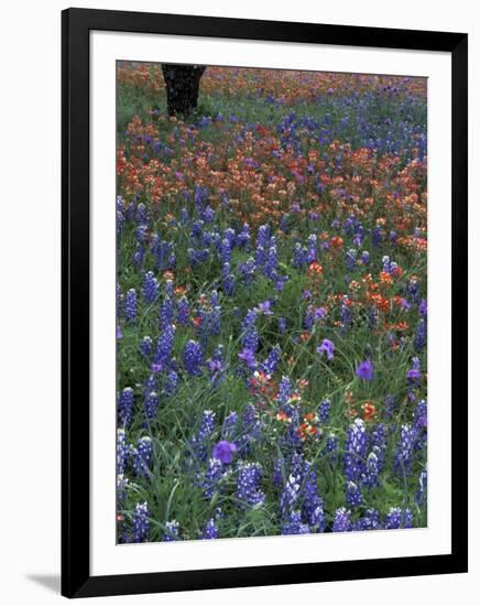 Paintbrush and Tree Trunk, Lake Buchanan, Texas, USA-Darrell Gulin-Framed Photographic Print