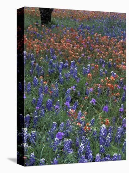 Paintbrush and Tree Trunk, Lake Buchanan, Texas, USA-Darrell Gulin-Stretched Canvas