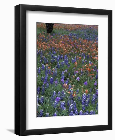 Paintbrush and Tree Trunk, Lake Buchanan, Texas, USA-Darrell Gulin-Framed Photographic Print