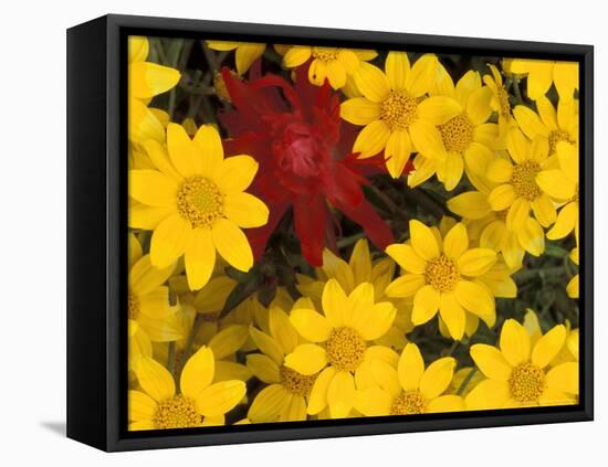 Paintbrush and Yellow Daisies, Box Canyon Creek, Cascades, Washington, USA-Darrell Gulin-Framed Stretched Canvas