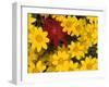 Paintbrush and Yellow Daisies, Box Canyon Creek, Cascades, Washington, USA-Darrell Gulin-Framed Photographic Print