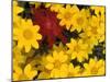 Paintbrush and Yellow Daisies, Box Canyon Creek, Cascades, Washington, USA-Darrell Gulin-Mounted Photographic Print