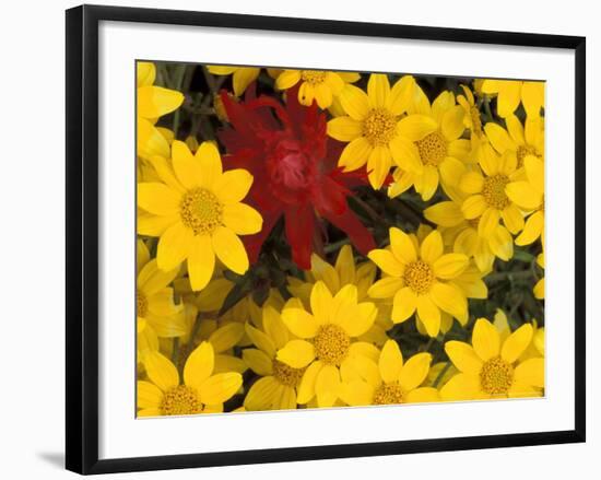 Paintbrush and Yellow Daisies, Box Canyon Creek, Cascades, Washington, USA-Darrell Gulin-Framed Photographic Print