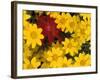 Paintbrush and Yellow Daisies, Box Canyon Creek, Cascades, Washington, USA-Darrell Gulin-Framed Photographic Print