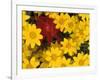 Paintbrush and Yellow Daisies, Box Canyon Creek, Cascades, Washington, USA-Darrell Gulin-Framed Photographic Print