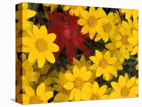 Paintbrush and Yellow Daisies, Box Canyon Creek, Cascades, Washington, USA-Darrell Gulin-Stretched Canvas