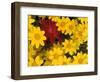 Paintbrush and Yellow Daisies, Box Canyon Creek, Cascades, Washington, USA-Darrell Gulin-Framed Photographic Print