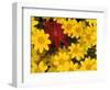 Paintbrush and Yellow Daisies, Box Canyon Creek, Cascades, Washington, USA-Darrell Gulin-Framed Photographic Print