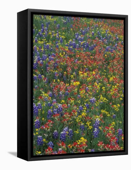 Paintbrush, Bluebonnets, and Bladderpod, Texas, USA-Adam Jones-Framed Stretched Canvas